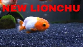 Goldfish Tank NEW LIONCHU