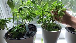 Growing Indoor Basil