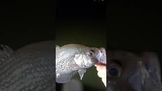 CRAPPIE FISHING | There It GOES! #shorts #fishing