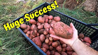 Harvesting Our Potatoes - First Time We Ever Grew Them