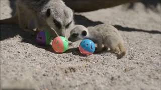 Baby Meerkat Pups Playing - CUTEST Compilation (2021)