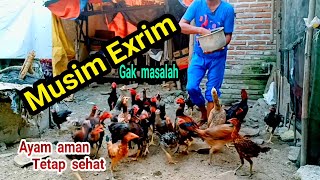 Super‼️di musim exrim anak ayam tidak kedinginan‼️tetap aman‼️tanpa alat penghangat