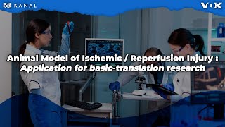 VoK - Animal Model of Ischemic/Reperfusion Injury: Application for basic-translation research