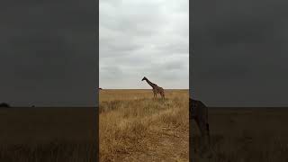 Giraffe on the road/ Жираф на дороге