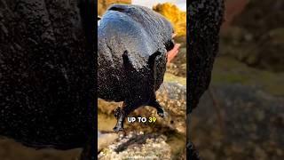 The Black Sea Hare has a unique defense mechanism.