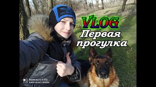 VLOG:Первая прогулка с собакой! Гуляем с немецкой овчаркой Ремой