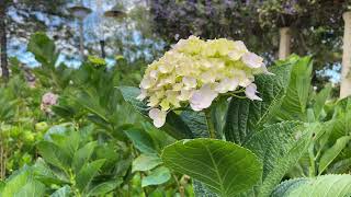 A One Way Ticket / Hydrangea flower ☲☱