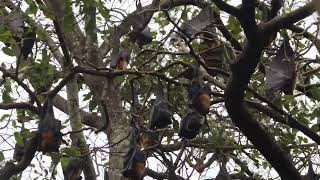 Giant Bat Videos Caught On Camera, Flying fox sounds.