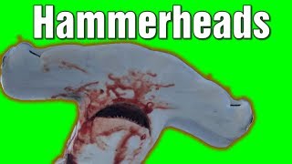 Catching Hammerhead Sharks on a Florida Beach (Parker's 1st Shark 2019)