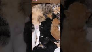 Cute Newborn Kittens Fighting