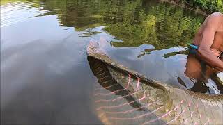 Arapaima Release with The GREATEST Fish and Adventure Guianas