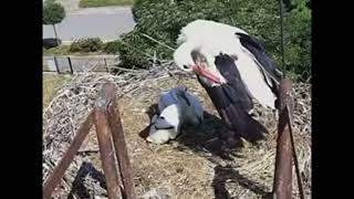 STORKLET #2 VERY UNHEALTHY POO, #1 NOT LOOKING SO GOOD NOW EITHER