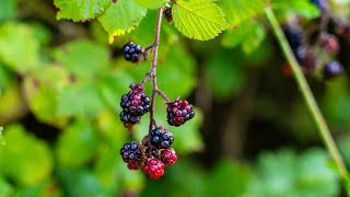 Scottish Brambles in the Rain and Wind with Ambient Sound to Chill To