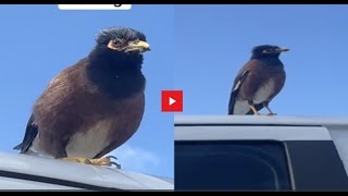 Girls Come Across A Bird That Landed On Their Car And It Started Talking! #birds