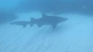 SHARK DIVING Mid North Coast - Spearing Seal Rocks