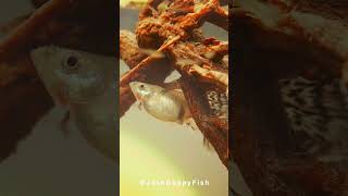 GUPPY FISH GIVING BIRTH  |  孔雀鱼 生产宝宝