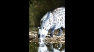 Injured Civet walking much better at Lentorre