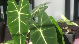 Rempotage Alocasia Micholitziana Fridek