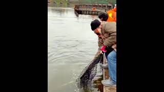 Amazing Wild Catch | #Shorts