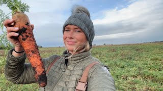 SIZE OF THAT!! Harvesting carrots 🥕