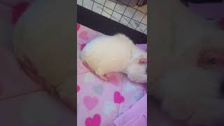 Sleepy Guinea Pig Enjoys Clean Cage