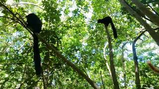 Nosy komba. Madagascar 🇲🇬. Africa