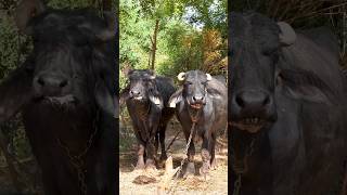 2 Buffalos eating #shorts #ytshorts #shortsvideo