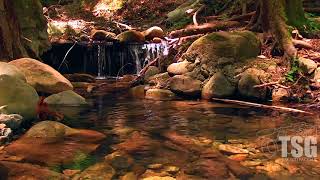 Two Minute Mindfulness Meditation Calm Pool