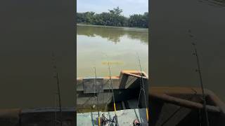 Arus mati udang galak makan #shorts #fishing #mancing #fishinglife #mancingmania #fishingislife