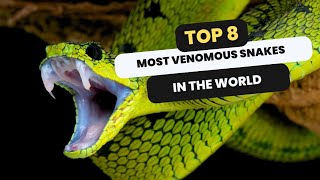 Top 8 Venomous Snakes in the World | Venomous Snakes | Deadliest Snakes | Dangerous Snakes | 4K View