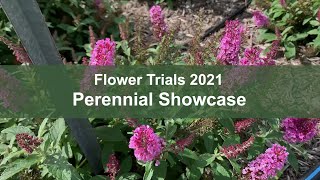 Flower Trials 2021: Perennial Showcase