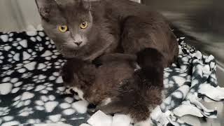 mama cat and her babies arrive at rescue