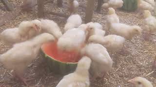 How fast did these chicks get through their watermelon? Gone within an hour or so, they LOVED it!