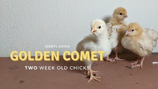 Golden Comet: 2-Week-Old Chicks