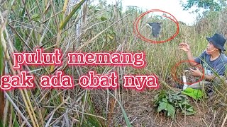 PULUT MEMANG GAK ADA OBATNYA || bird trap