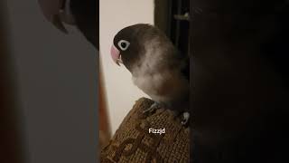 lovebird chirping | lovebird playing | lovebird beauty #shorts #parrots #lovebirds