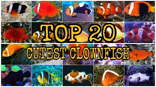 TOP 20 CUTEST CLOWNFISH