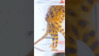 Catching the Deadliest Sea Creature!