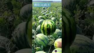 Jai Laxmi Mata Di 🙏🙏 #trending #funny #watermelon