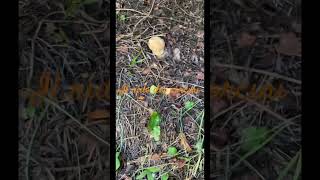 🍄🍄Il nido dei porcini toccati dal vento 🍄🍄