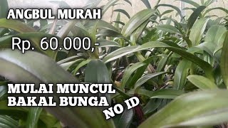 PROMO ANGBUL MURAH... JUAL ANGGREK BULAN, MULAI MUNCUL BAKAL BUNGA HARGA 60.000.. WA 08895125552