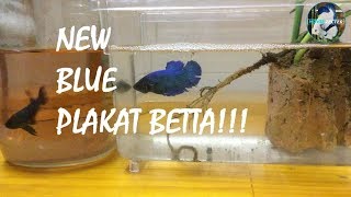 My New Blue Plakat Betta Fish!!! HE'S SO AGGRESSIVE!