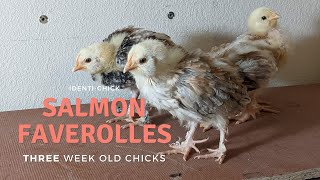 Salmon Faverolles: 3-Week-Old Chicks