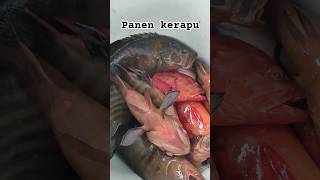 Panen kerapu mancing dasaran #fypyoutube #fypシ゚viral #shortvideo #shrots