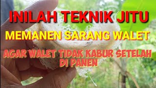 Budidaya walet rumahan ll Tips agar walet tidak kabur setelah di panen