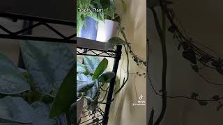 Vine Growth. Various Plants. Pothos. Strings. Scindapsus. #plants #houseplants #plantlover #plantas