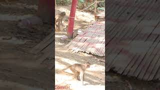 Monkey video  Prank monkey #funny #monkey #monkeyvideo #animals #funnyanimal #monkeyshow #animals