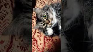 Чмоки чмоки #cat #юмор #музыка #прикол #смех