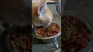 [ASMR] A N G E L  E Y E S  [CHEEZIT]  Cat eats peacefully in bowl 🥣