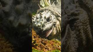 Marine Iguanas Feeding!